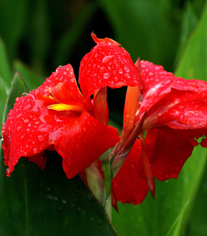 美人蕉（紅、黃花）